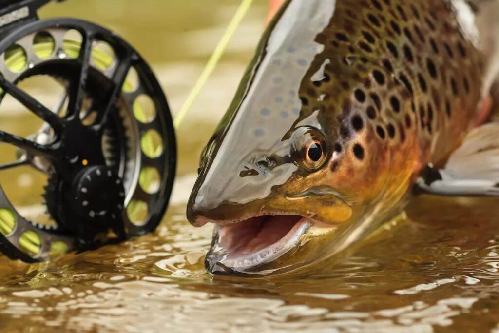 How to Catch Trout in Spring Runoff