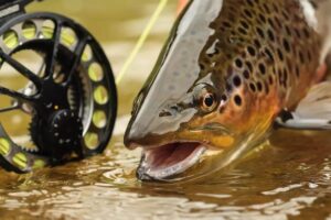 How to Catch Trout in Spring Runoff