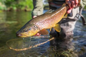 Trout Fishing 101: A Beginner’s Guide