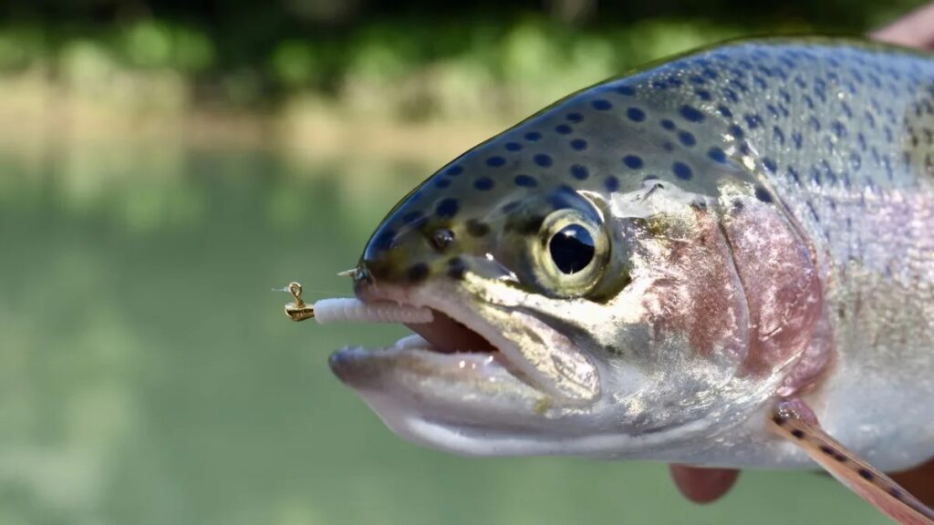 Bait vs. Lures – What Works Best for Trout?