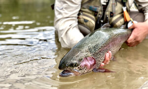 The Different Types of Trout and How to Identify Them
