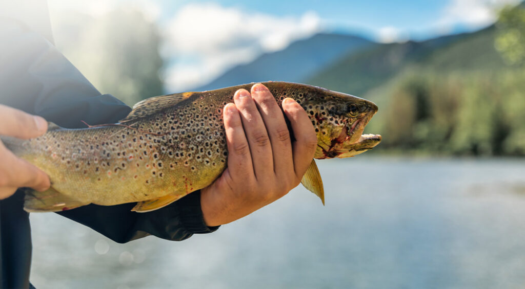 Nymphing Techniques for Catching More Trout