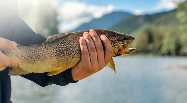 Nymphing Techniques for Catching More Trout